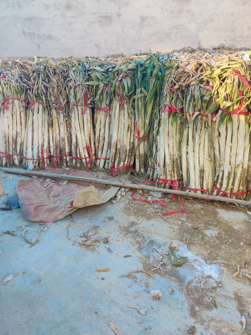 河北保定蠡长白葱，杆子长，价格美丽，欢迎各地的朋友过来拉