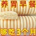 【整箱80个】铁棍山药软雪饼养胃代餐饱腹粗粮桑葚传统糕点