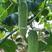 东北水果黄瓜种籽甜脆短棒型绿瓤鑫乐水果黄瓜种子强雌性黄瓜