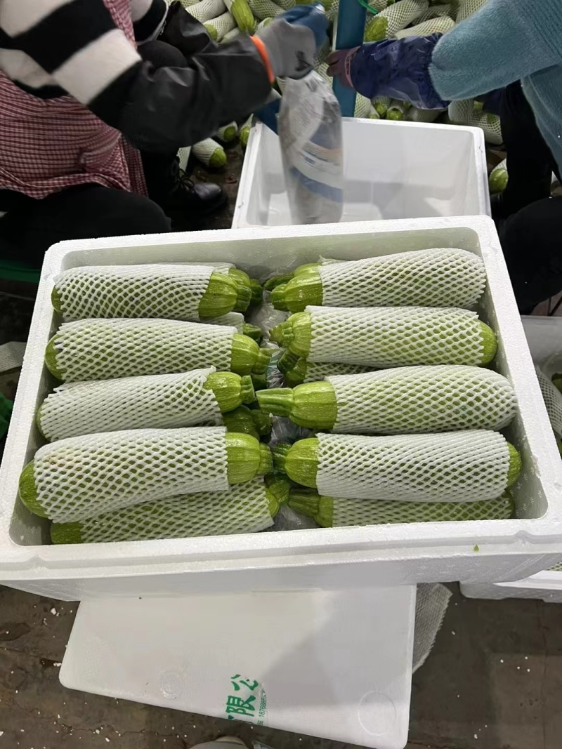 云南绿皮西葫芦1斤左右，供应电商，批发市场