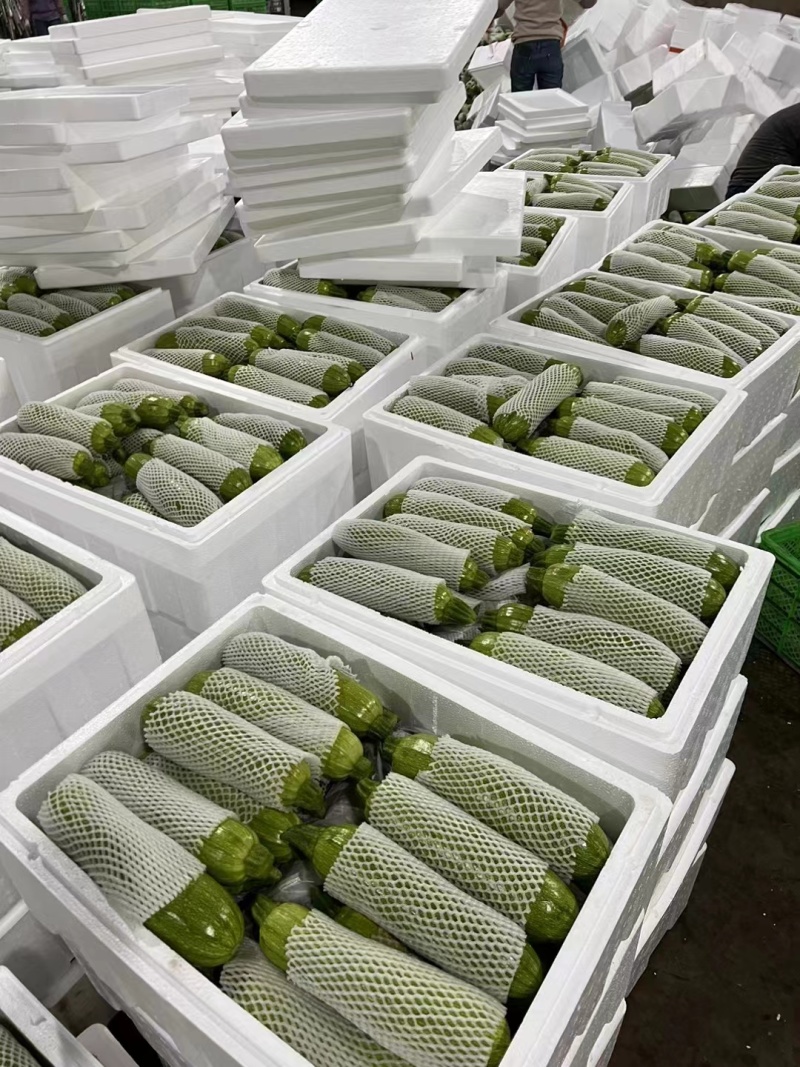 云南绿皮西葫芦1斤左右，供应电商，批发市场