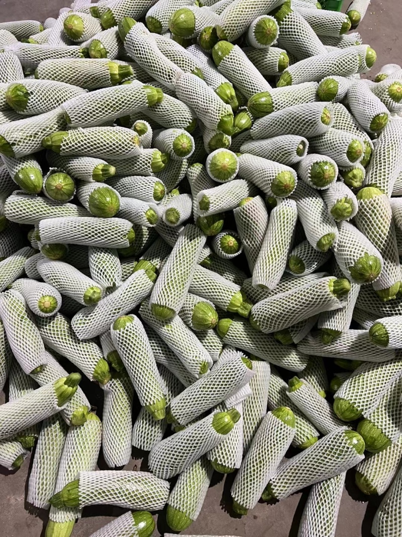 云南绿皮西葫芦1斤左右，供应电商，批发市场