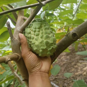 凤梨释迦果