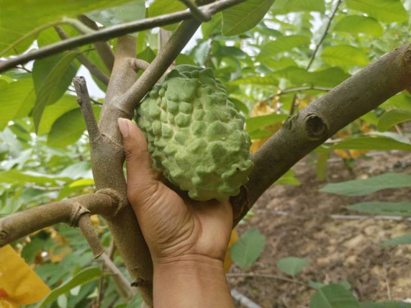 凤梨释迦果