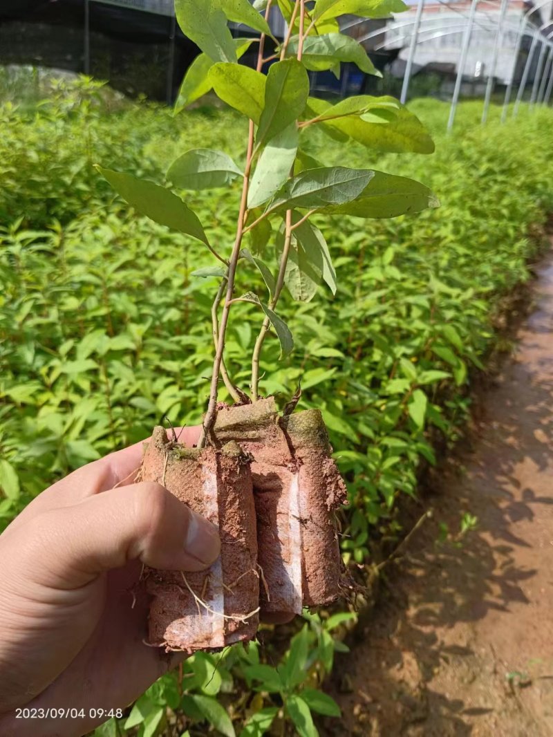 山苍子苗木姜子带营养杯发货种植成活率高