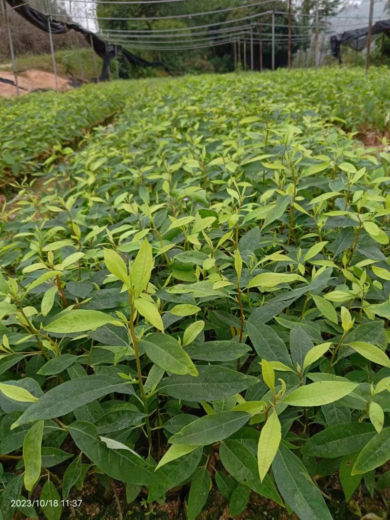 山苍子苗木姜子带营养杯发货种植成活率高