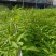 山苍子苗木姜子带营养杯发货种植成活率高