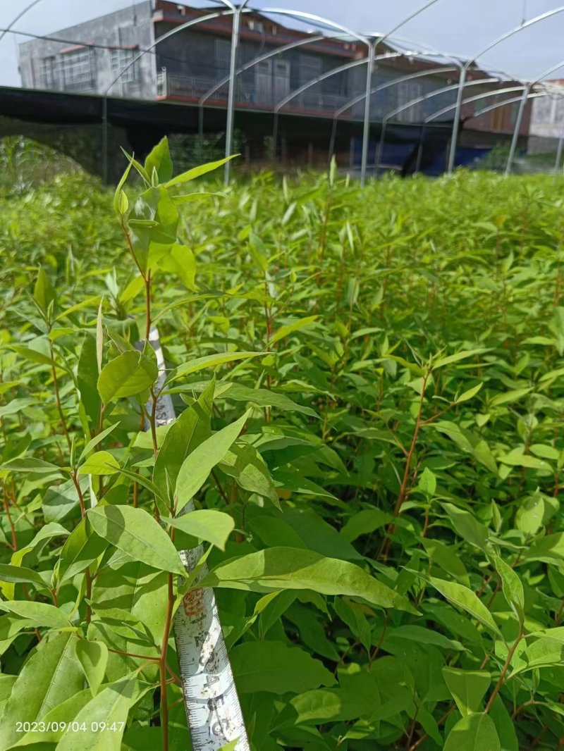 山苍子苗木姜子带营养杯发货种植成活率高