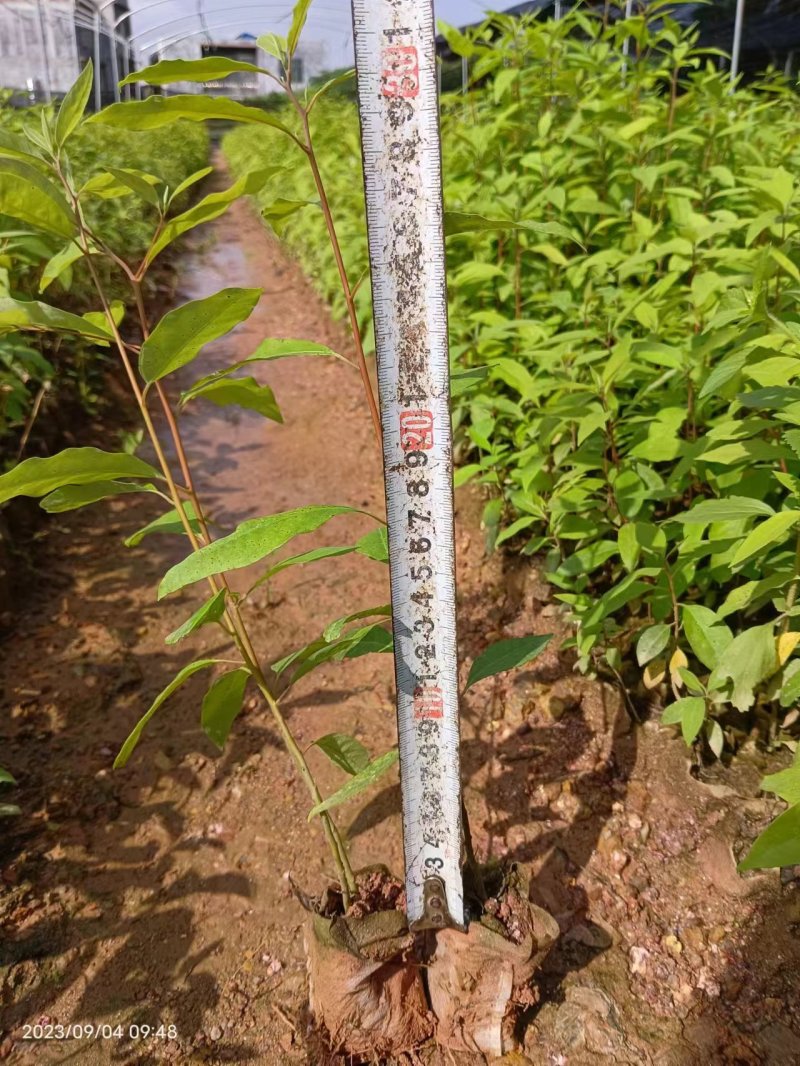 山苍子苗木姜子带营养杯发货种植成活率高