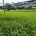 山苍子苗木姜子带营养杯发货种植成活率高