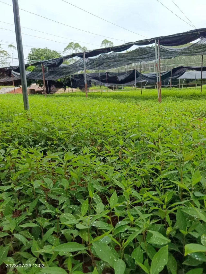 山苍子苗木姜子带营养杯发货种植成活率高