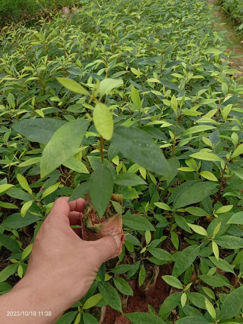山苍子苗木姜子带营养杯发货种植成活率高
