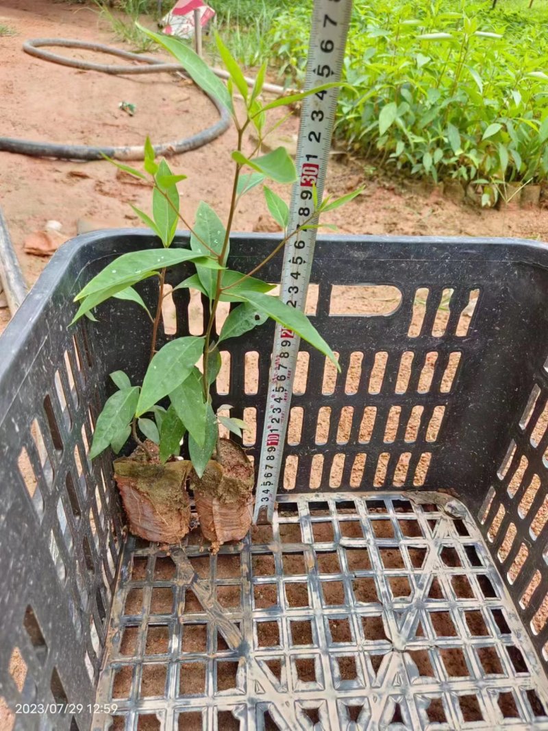 山苍子苗木姜子带营养杯发货种植成活率高