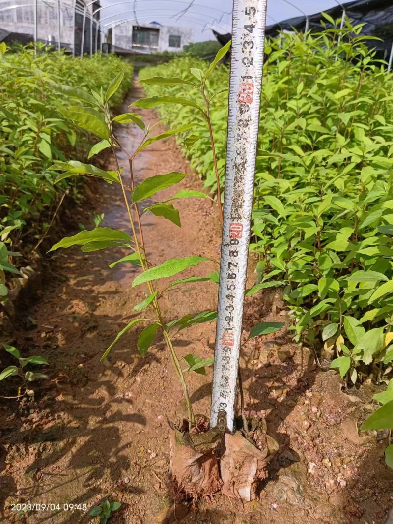 山苍子苗木姜子带营养杯发货种植成活率高
