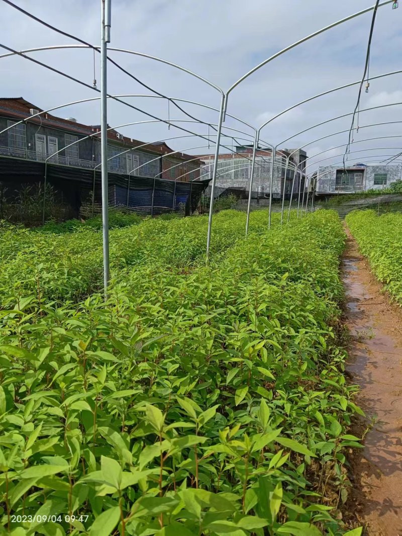 山苍子苗木姜子带营养杯发货种植成活率高