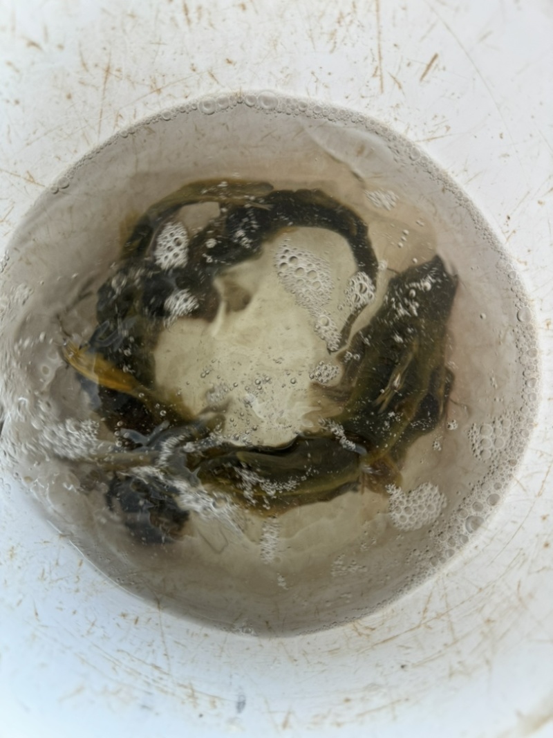 土鲢鱼土黄骨鱼