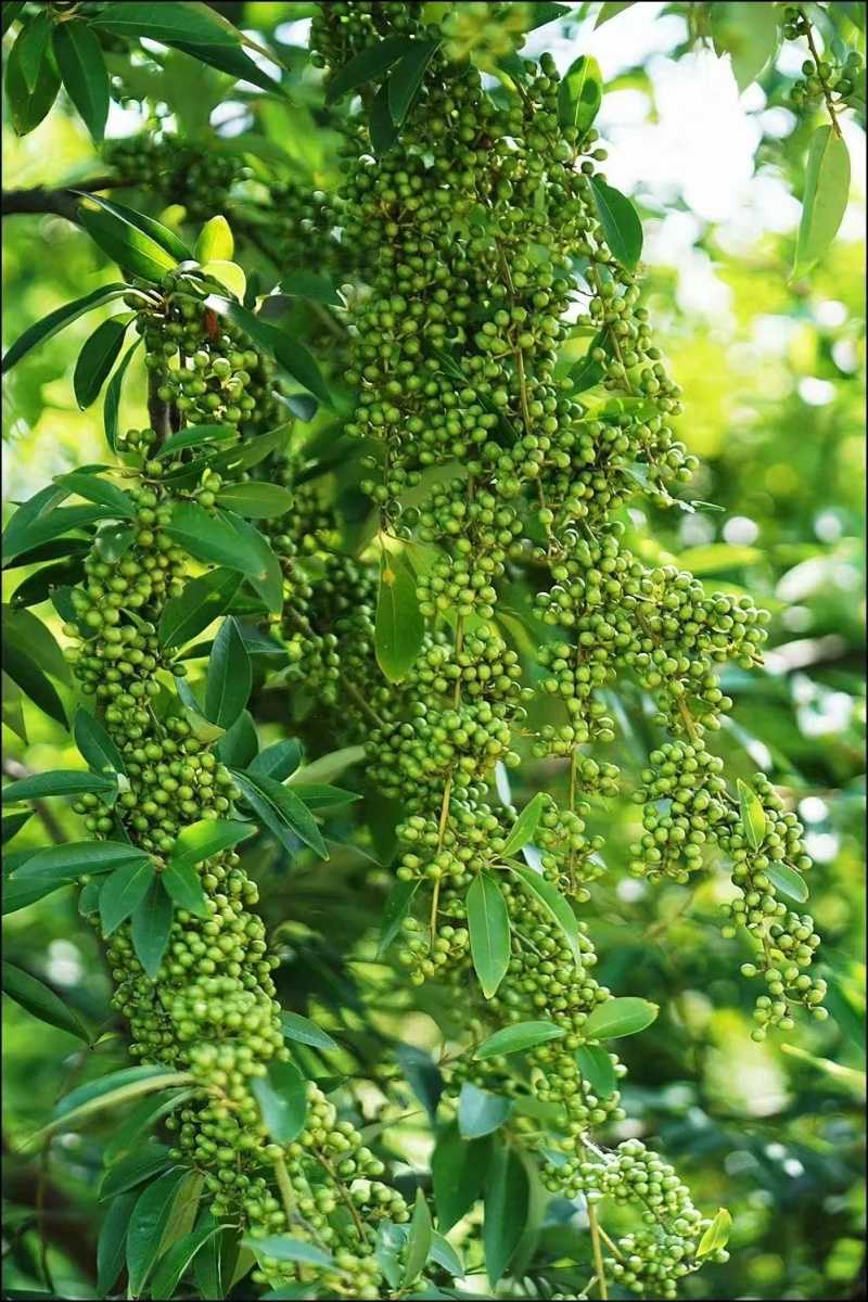 山苍子苗木姜子带营养杯发货种植成活率高