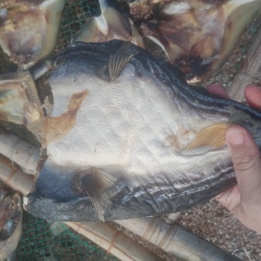 河豚鱼干