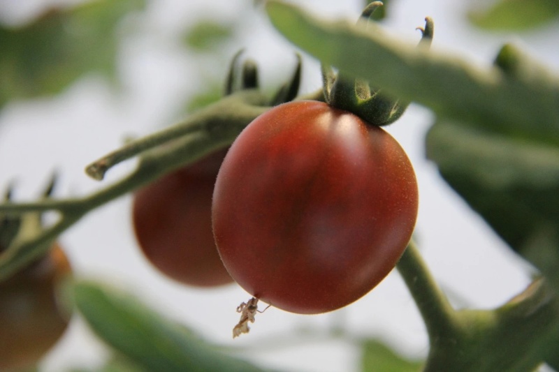 山东东营小番茄家族