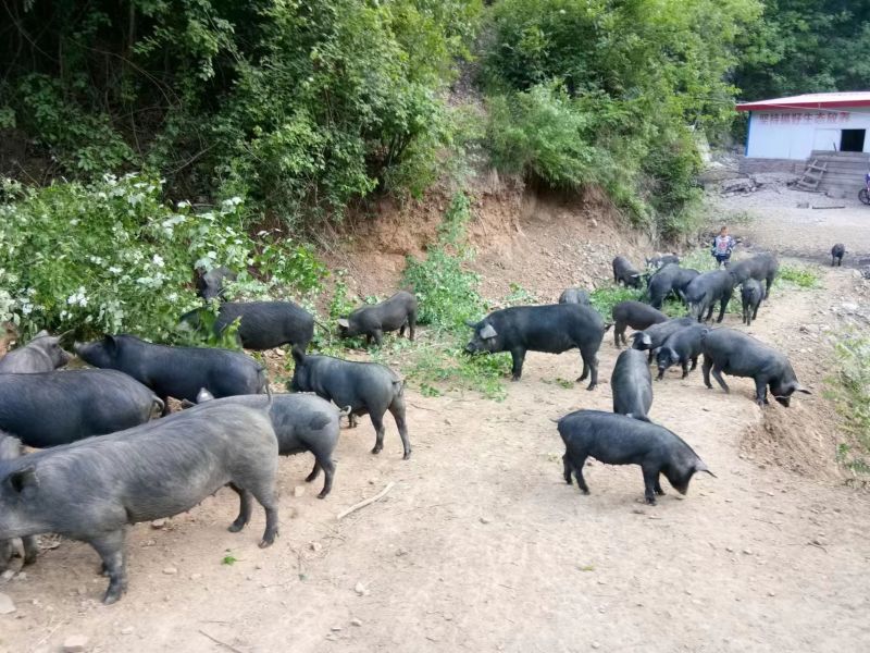 精品猪肉黑猪肉一手货源量大从优散养活猪肉质鲜美欢迎咨询