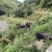 精品猪肉黑猪肉一手货源量大从优散养活猪肉质鲜美欢迎咨询