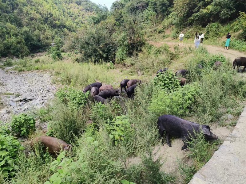 精品猪肉黑猪肉一手货源量大从优散养活猪肉质鲜美欢迎咨询