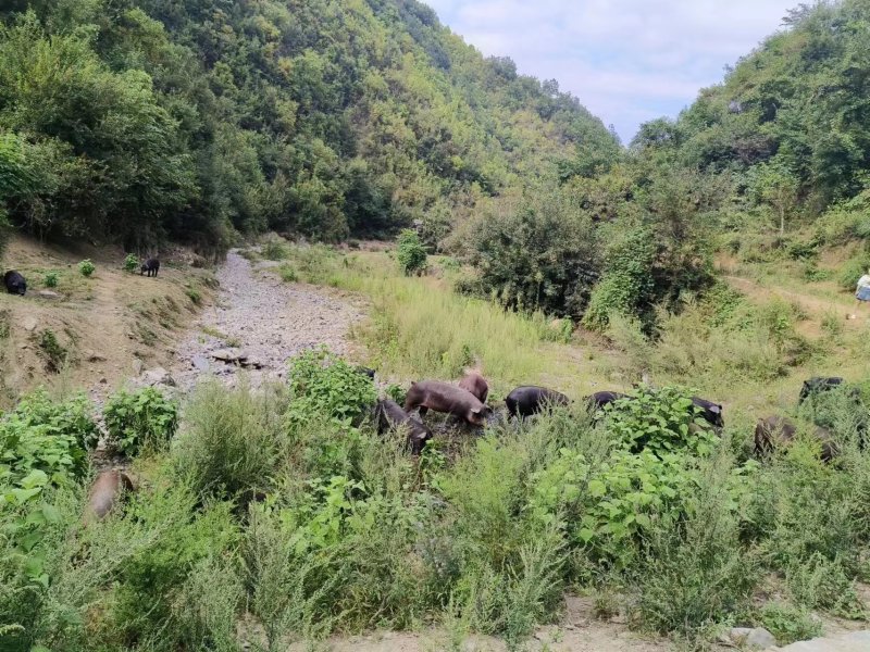 精品猪肉黑猪肉一手货源量大从优散养活猪肉质鲜美欢迎咨询