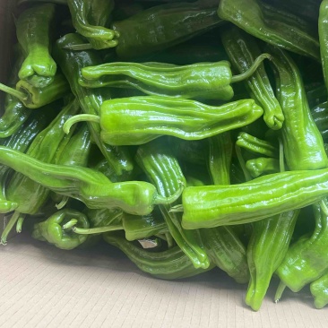 薄皮椒,苏椒,芜湖椒,新优,泡王,泡椒,商超,电商。