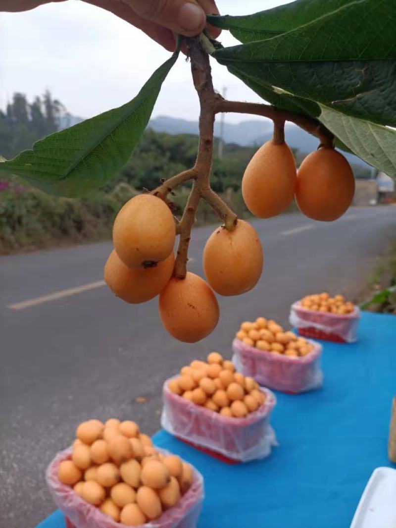 宜良枇杷产业协会