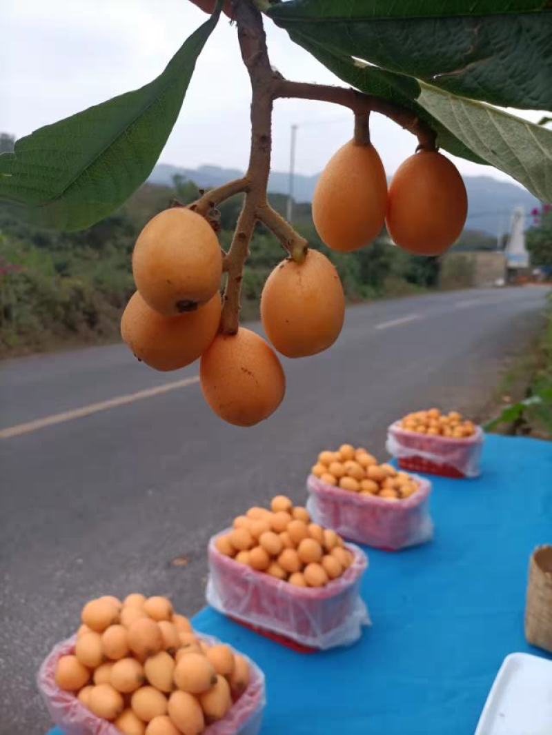 宜良枇杷产业协会
