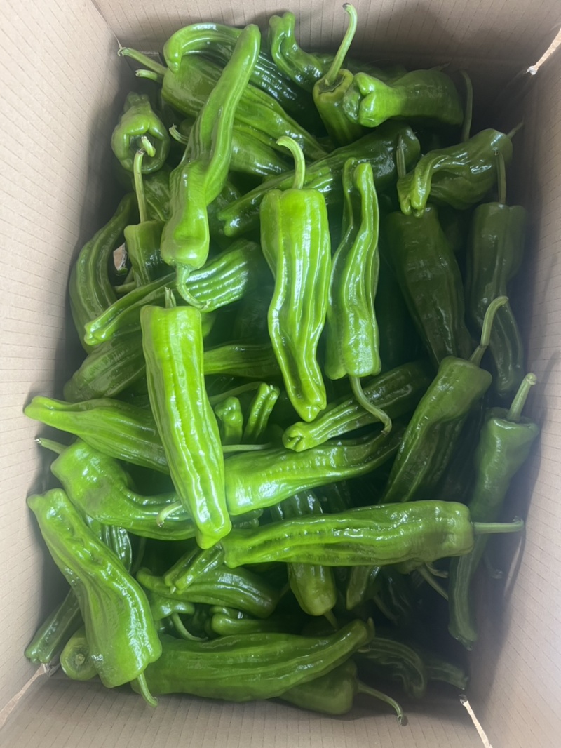 薄皮椒，苏椒，芜湖椒，新优，泡王，泡椒，商超，电商。
