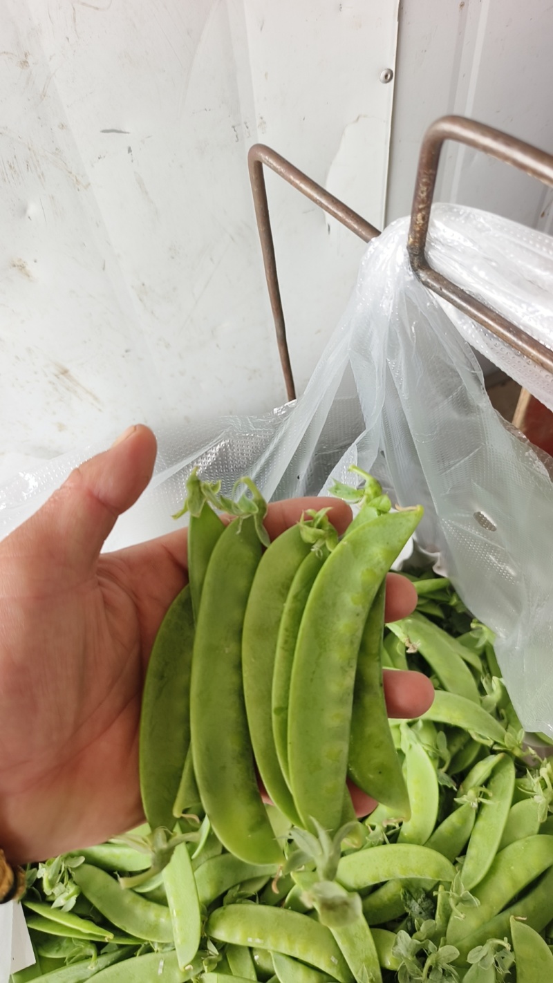 荷兰豆