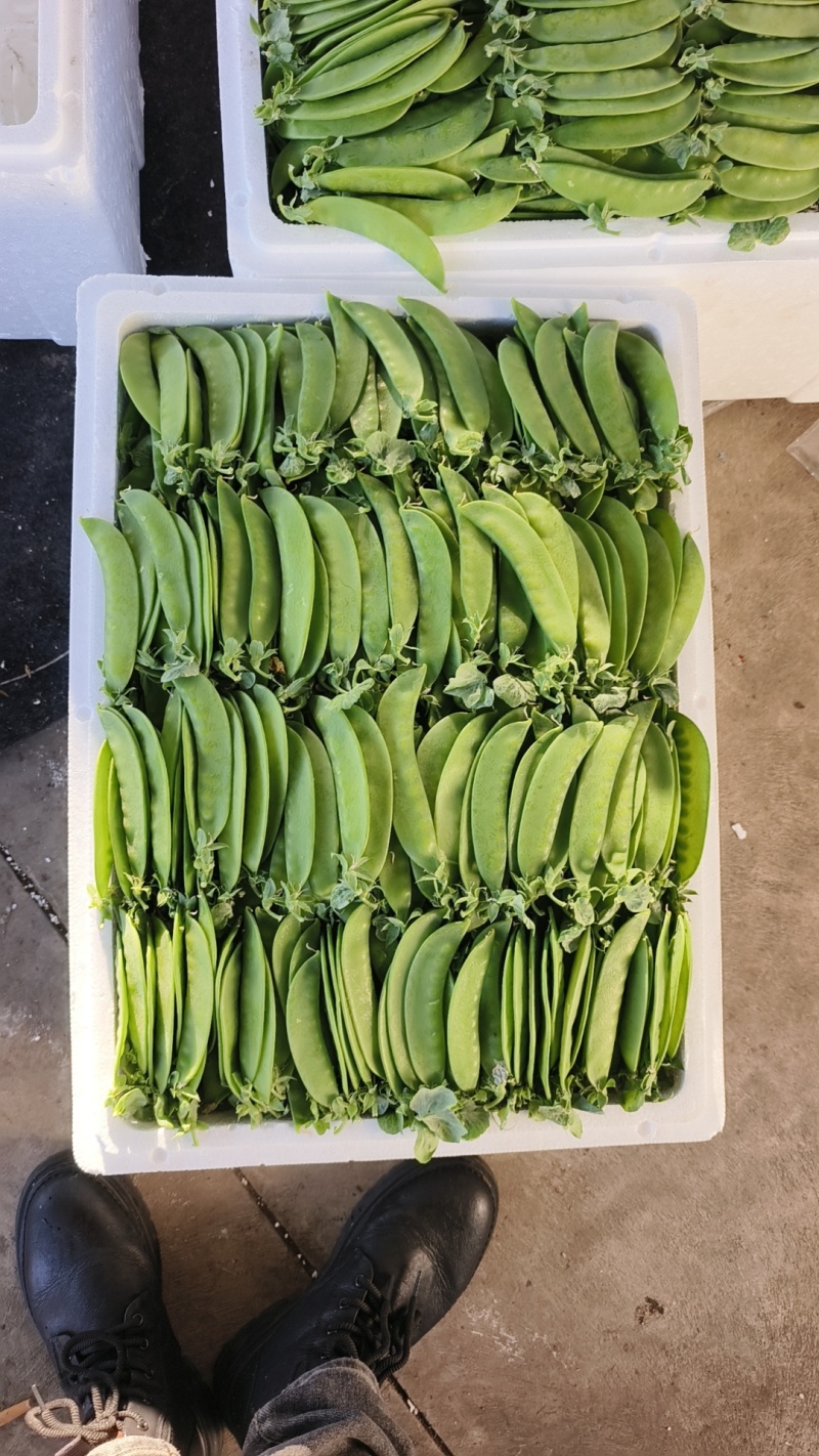 荷兰豆