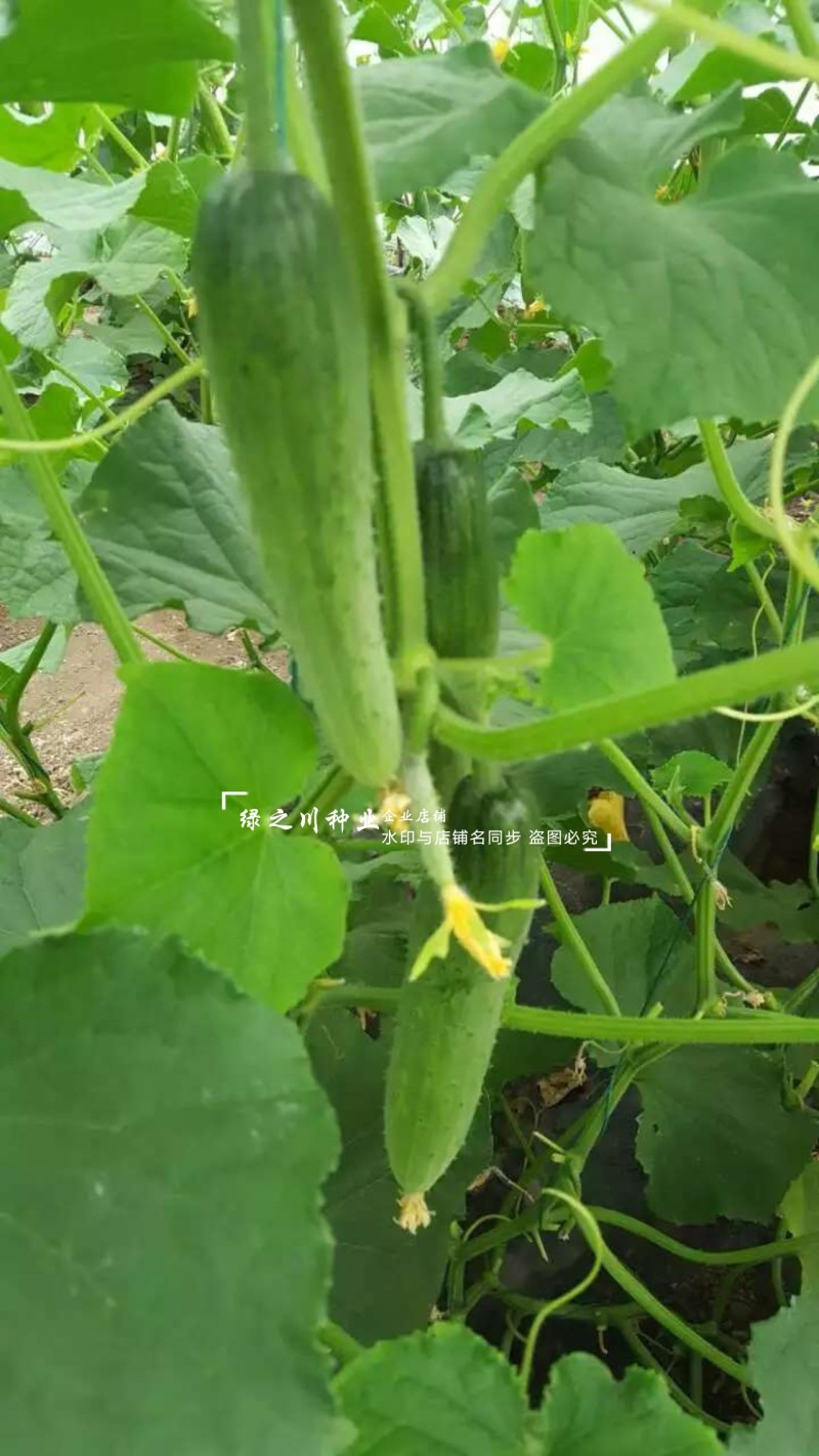 甜妃旱黄瓜种子清香甜脆一代杂交水果黄瓜种子北方抗病强好吃