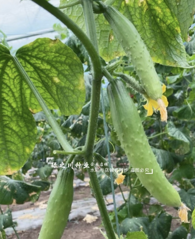 甜妃旱黄瓜种子清香甜脆一代杂交水果黄瓜种子北方抗病强好吃