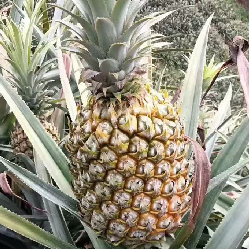 【甄选菠萝】源头货源徐闻菠萝香水菠萝凤梨市场商超电商