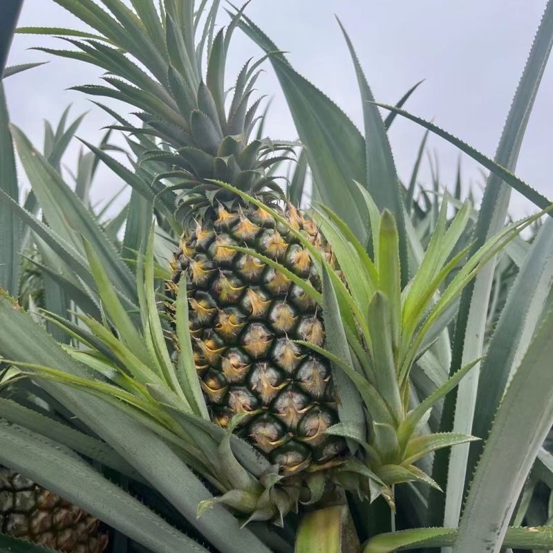 【甄选菠萝】源头货源徐闻菠萝香水菠萝凤梨市场商超电商