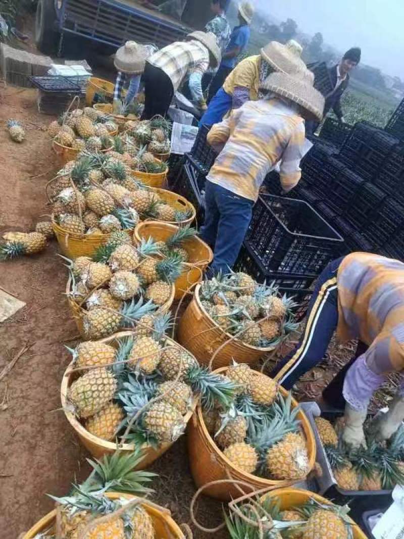 【甄选菠萝】源头货源徐闻菠萝香水菠萝凤梨市场商超电商