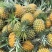 【甄选菠萝】源头货源徐闻菠萝香水菠萝凤梨市场商超电商