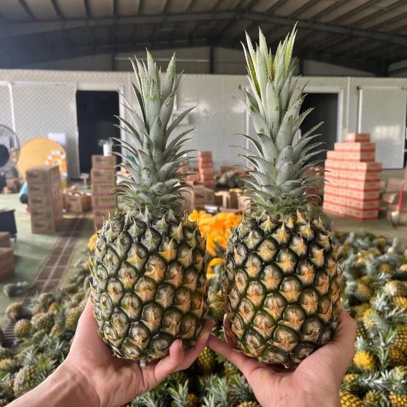 【甄选菠萝】源头货源徐闻菠萝香水菠萝凤梨市场商超电商
