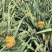 【甄选菠萝】源头货源徐闻菠萝香水菠萝凤梨市场商超电商