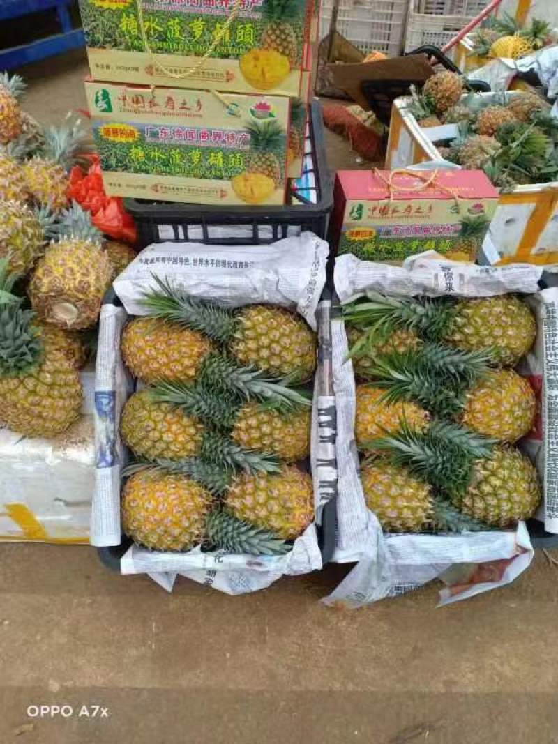 【甄选菠萝】源头货源徐闻菠萝香水菠萝凤梨市场商超电商