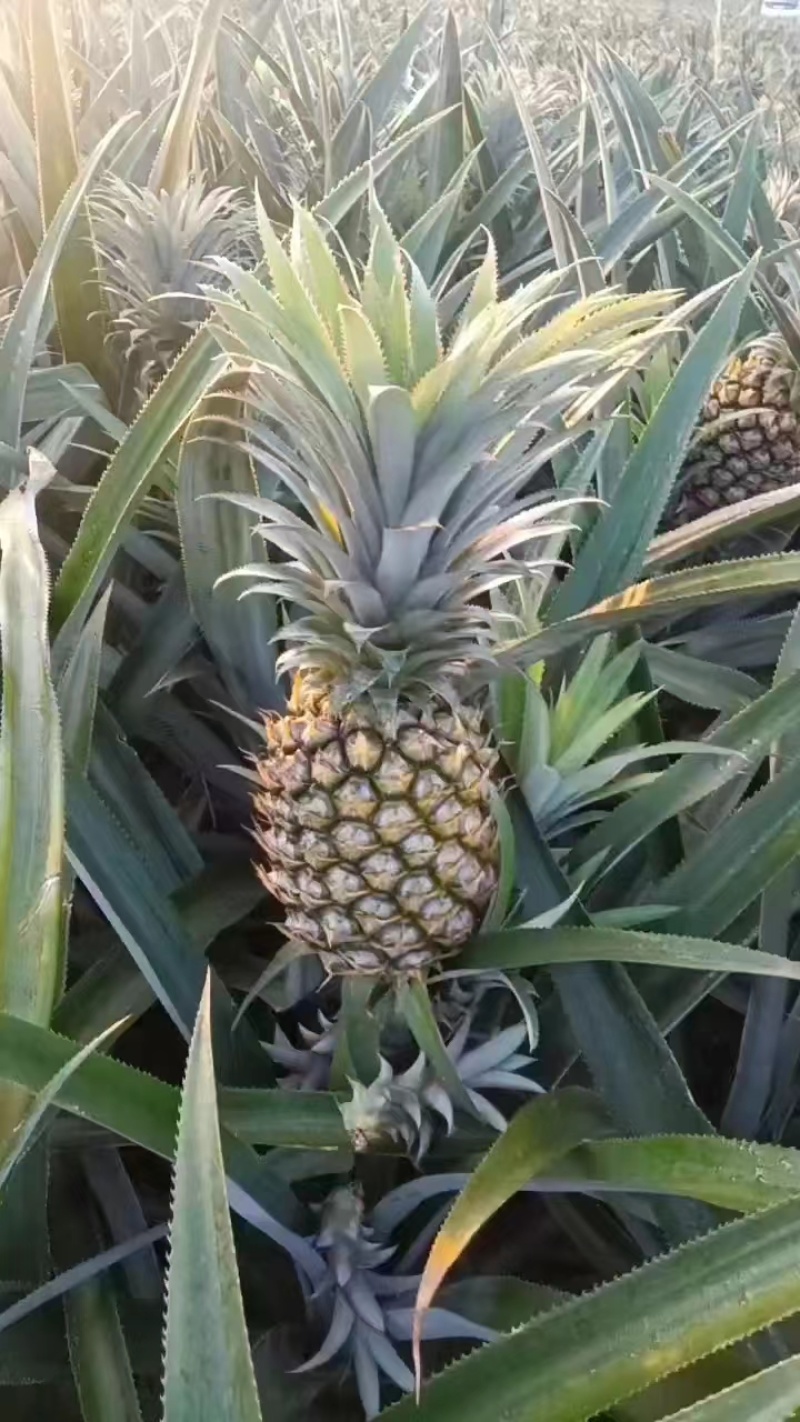 【甄选菠萝】源头货源徐闻菠萝香水菠萝凤梨市场商超电商