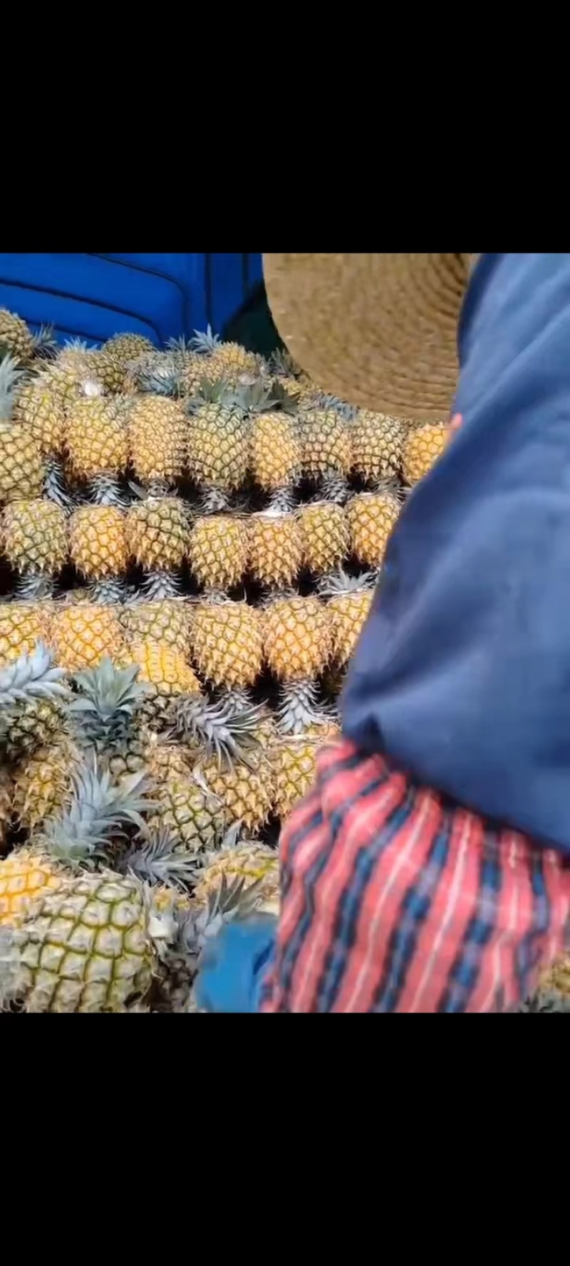 【甄选菠萝】源头货源徐闻菠萝香水菠萝凤梨市场商超电商
