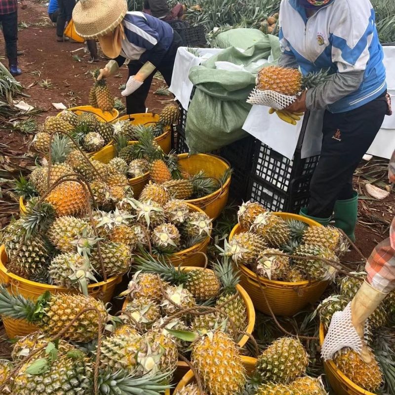 【甄选菠萝】源头货源徐闻菠萝香水菠萝凤梨市场商超电商