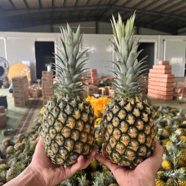 【甄选菠萝】源头货源徐闻菠萝香水菠萝凤梨市场商超电商