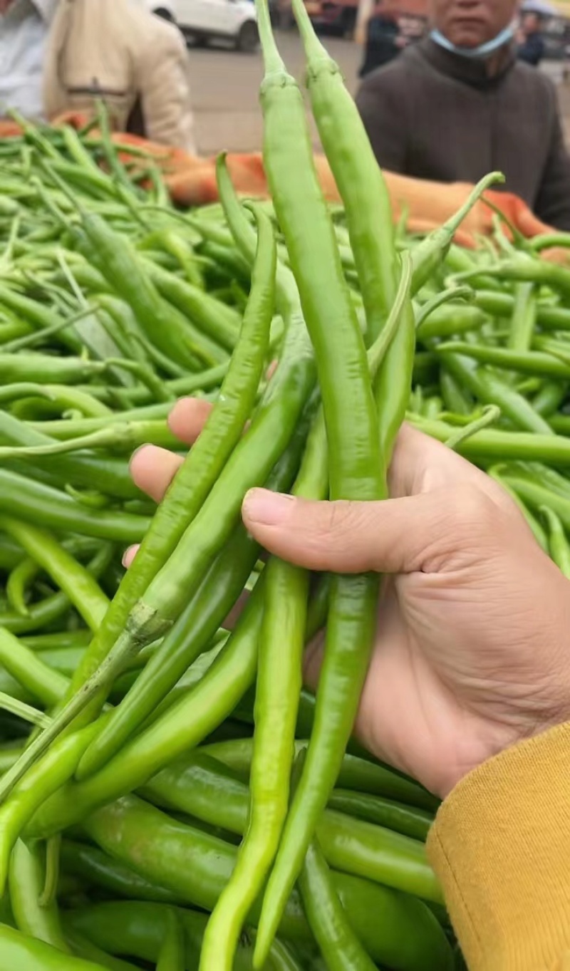 精品线椒新苗线椒鲜辣椒产地发货市场商超电商加工厂