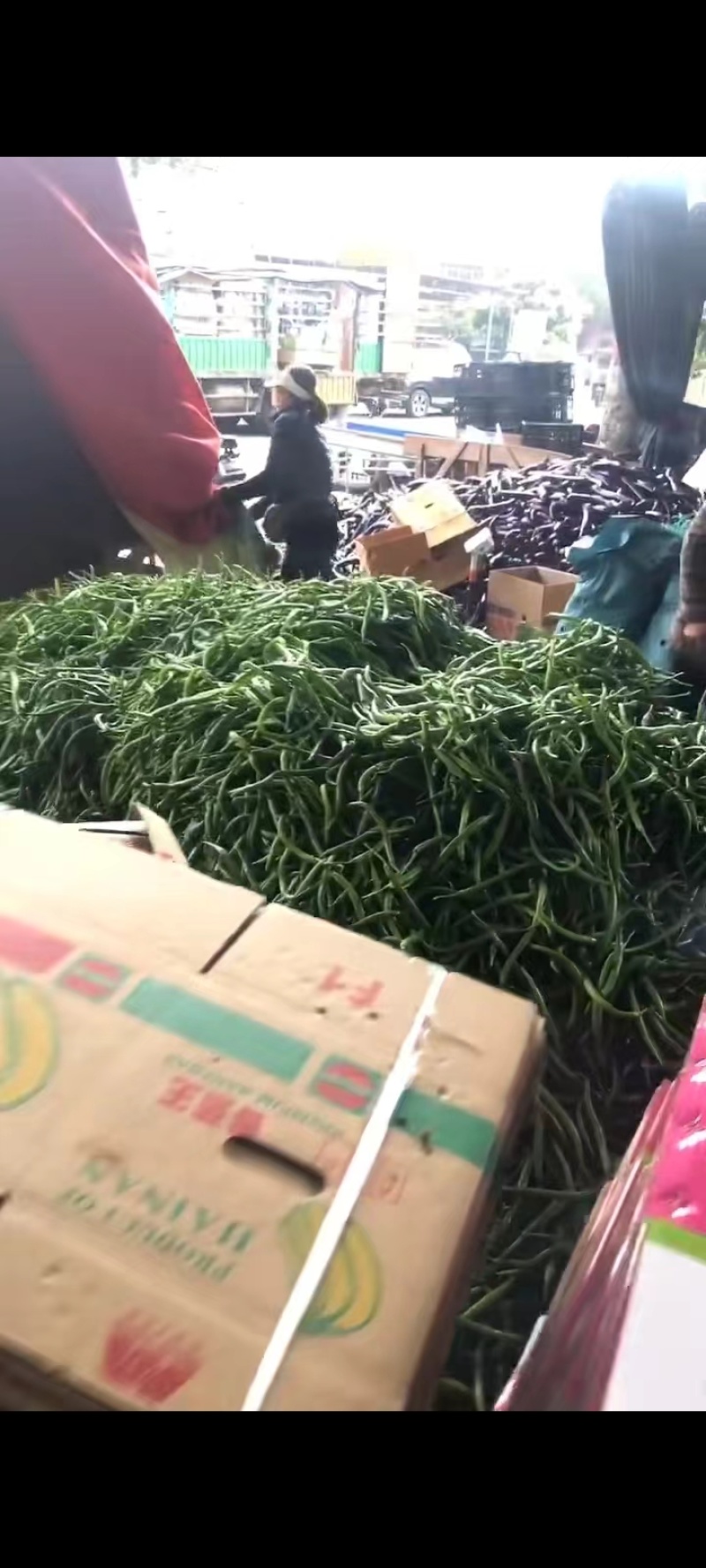 精品线椒新苗线椒鲜辣椒产地发货市场商超电商加工厂