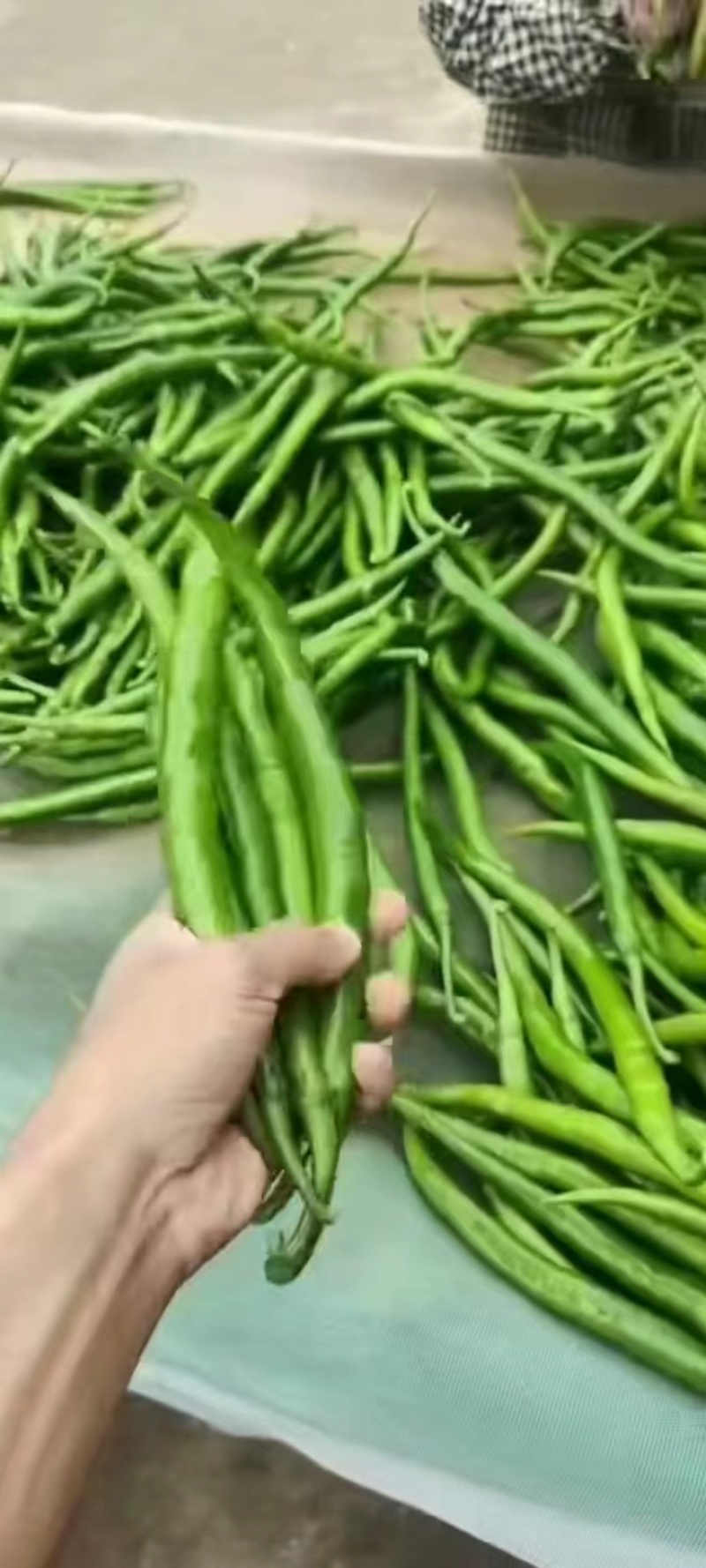精品线椒新苗线椒鲜辣椒产地发货市场商超电商加工厂