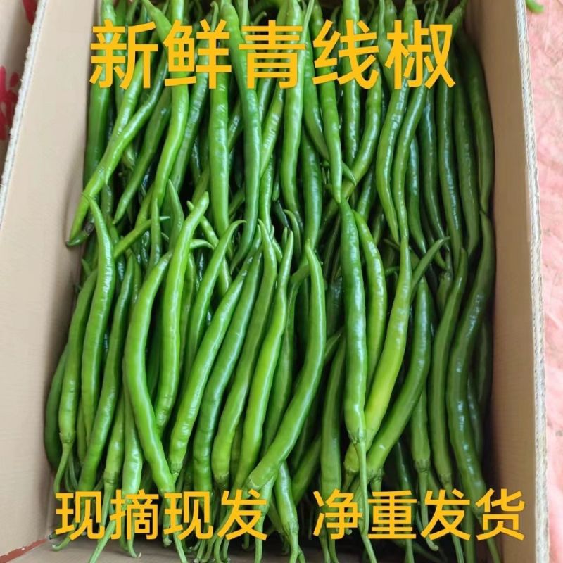精品线椒新苗线椒鲜辣椒产地发货市场商超电商加工厂